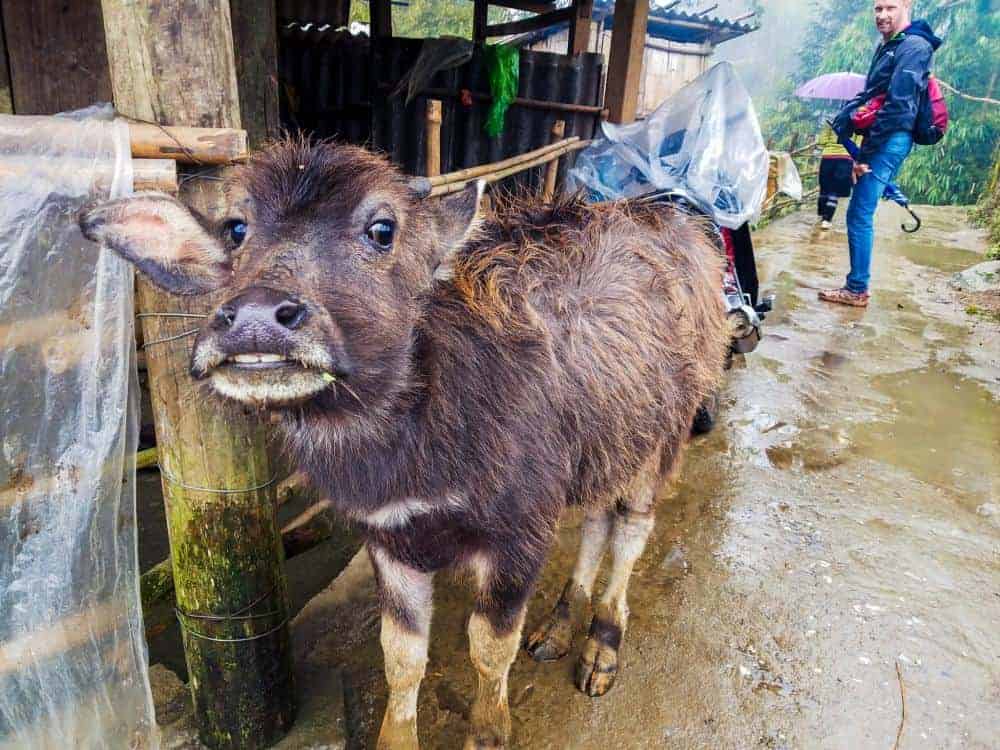 Animals live freely in Sapa