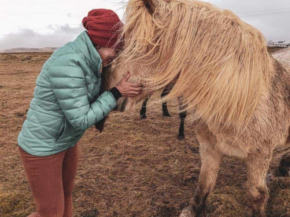 Icelandic horses - travel guide