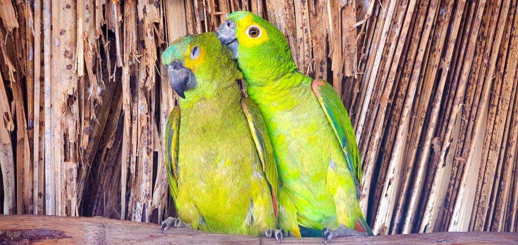 Brazil nature adventure parrots