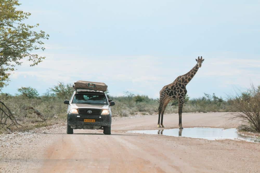 Namibia itinerary safari self-drive in Etosha