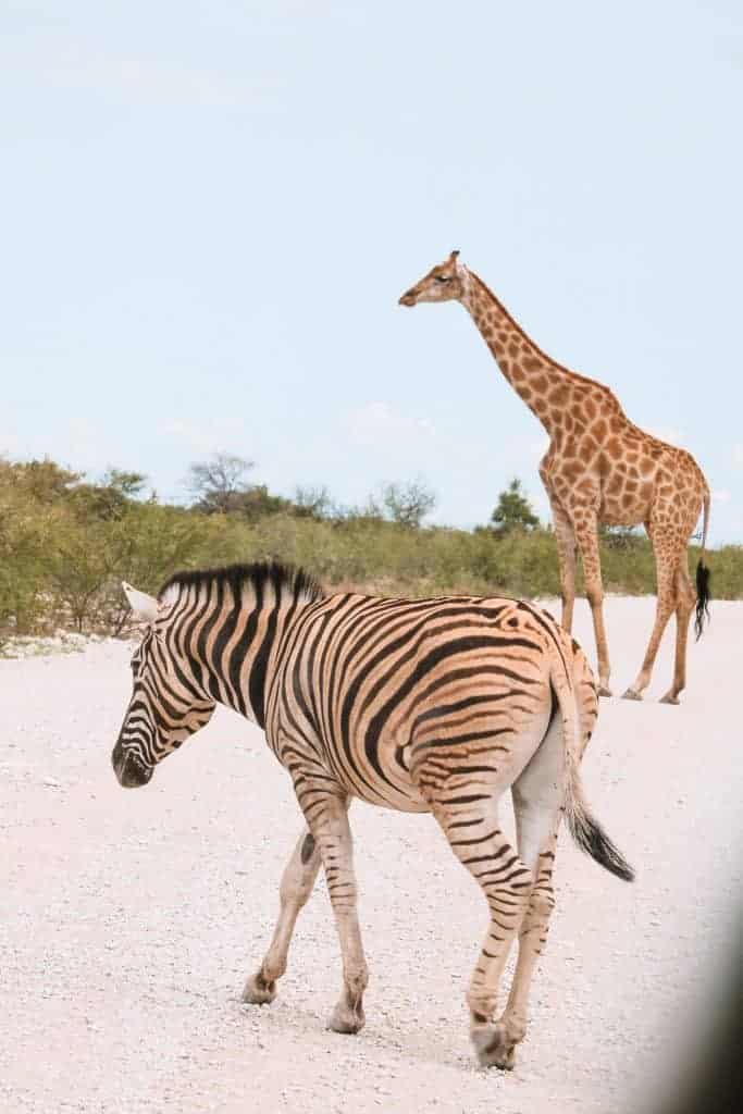 Namibia Etosha safari itinerary