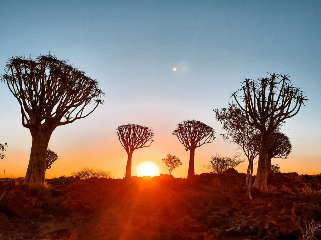Namibia in 25 photos Quivertree Forest