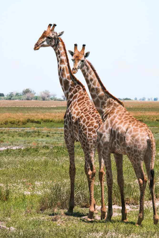 safari in remote areas of Botswana