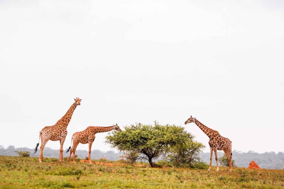 Giraffes at a South-Africa safari