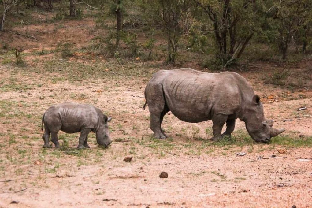 a inspiring picture of rhinos during our photo safari