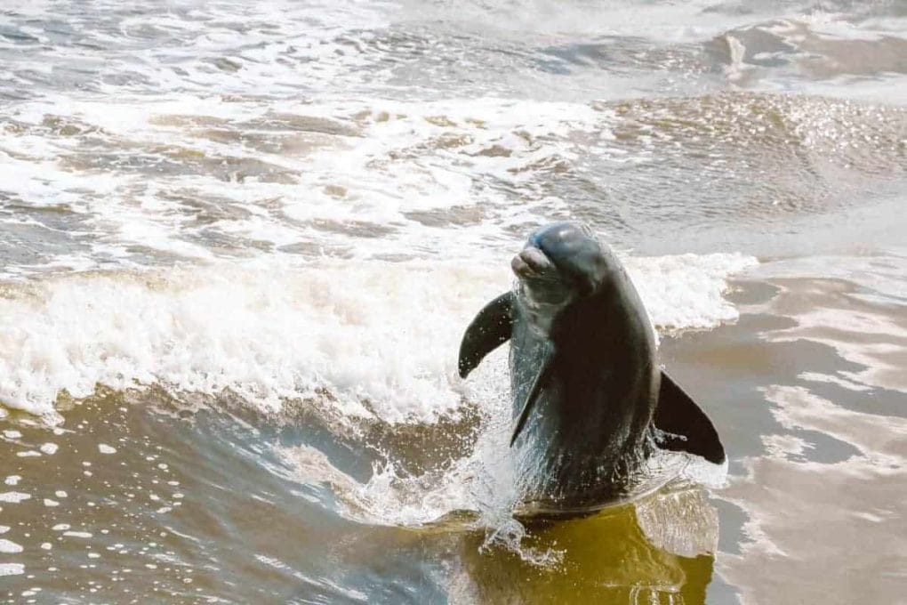 Dolphins during Ten Thousand Islands Florida USA boat tour