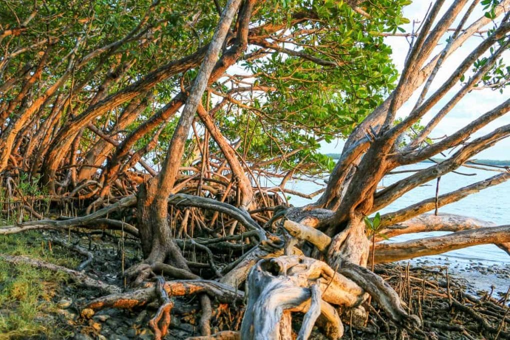 The second largest mangrove forest in the world is Ten Thousand Islands