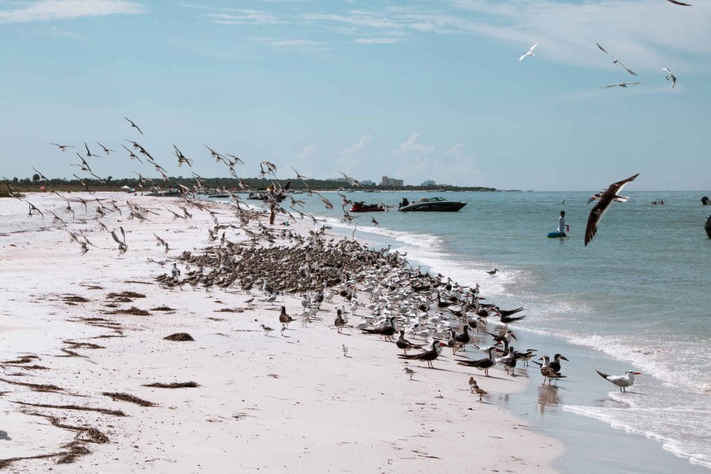 Caladesi Island State Park