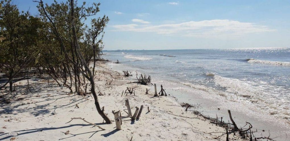 Honeymoon island in florida is a must do in Florida