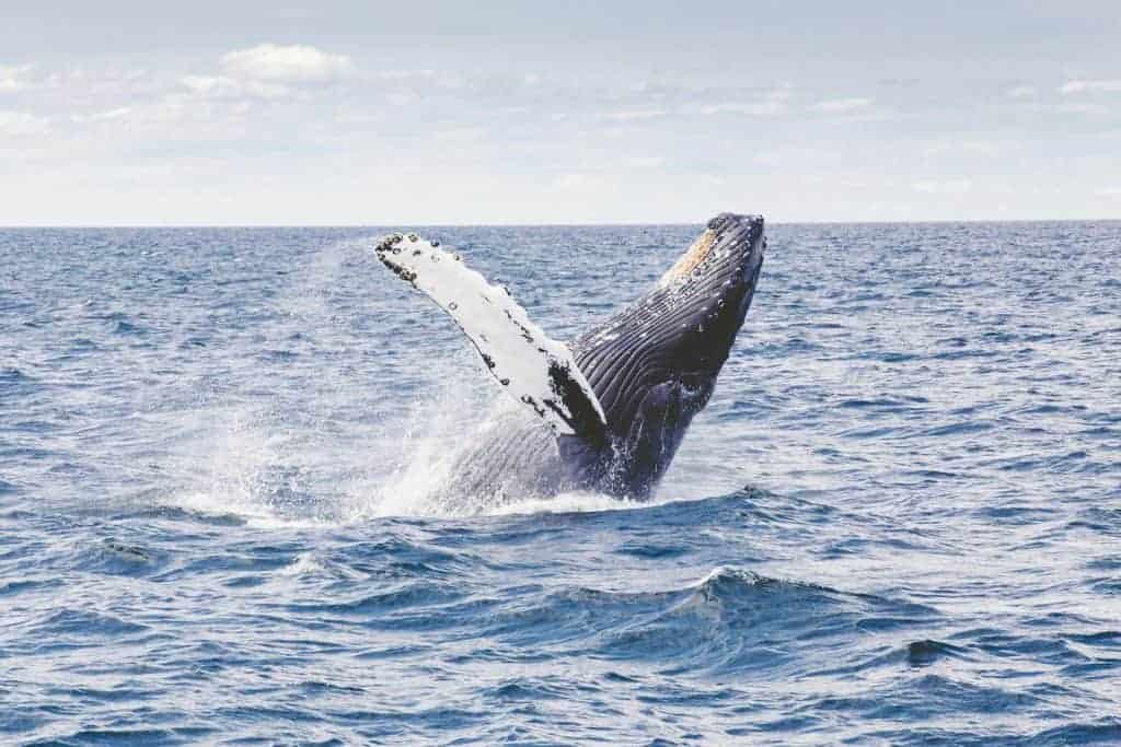 whale watching in Alaska is one of the best dream destinations attractions